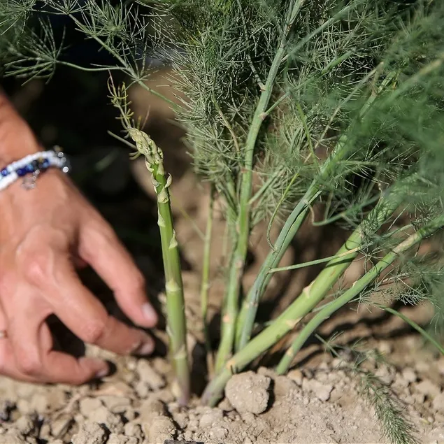 Romatizmaya kuşkonmaz