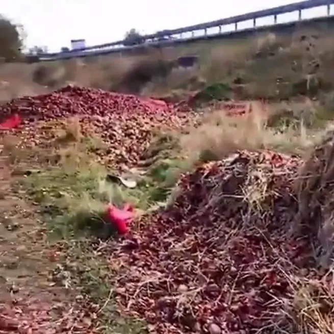 Muhalefetin soğan algısından sonra gıda provokatörleri devreye girdi! Çuval çuval sağlam soğanları yol kenarına döktüler