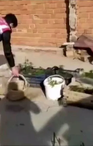 63 yaşındaki uyuşturucu taciri evini kenevir bahçesine çevirdi