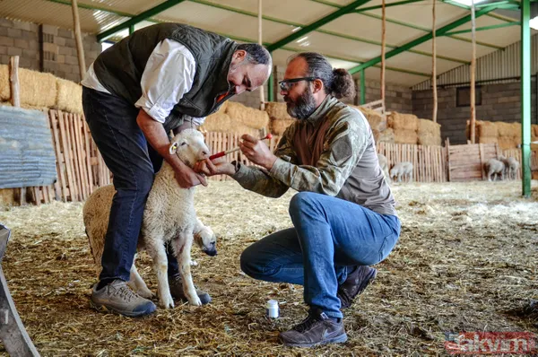 Abi-kardeş kariyerlerini bıraktılar 800 hayvanlı sürü sahibi oldular - 4