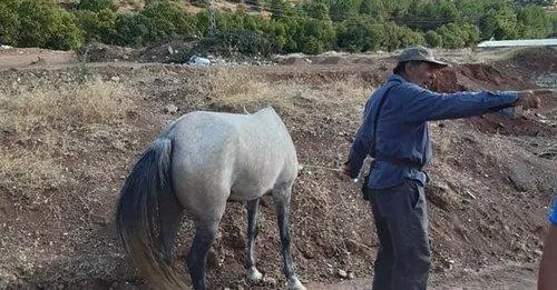 CHP'li İBB’nin emekliye ayırmak üzere aldığı atları köy işlerine verdiği ortaya çıktı-2