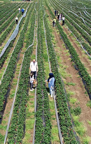 Şimdiden 200 bin müşterisi var! Kilosunu 15 TL! Toplayana ücretsiz!