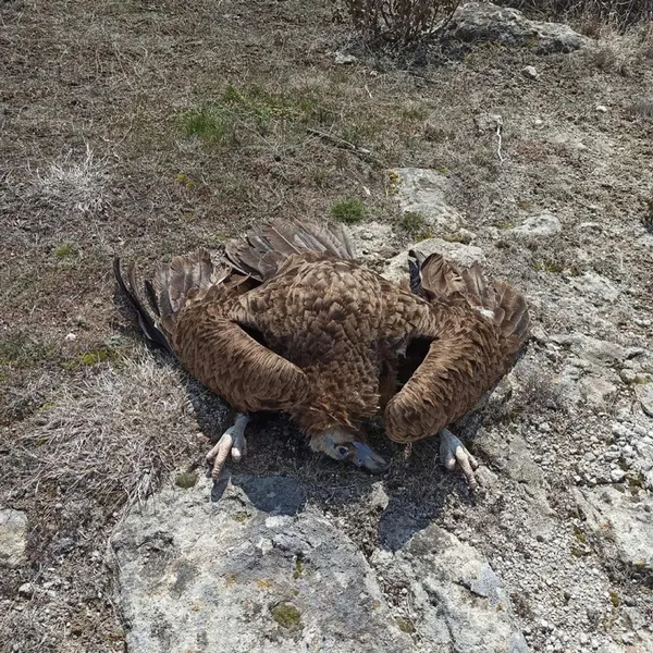 nesli-tukenme-tehlikesi-altinda-olan-kara-akbabalardan-7-tanesi-olu-bulundu-nedeni-zehirli-et-1617628001258.jpg Nesli tükenme tehlikesi altında olan kara akbabalardan 7 tanesi ölü bulundu! Nedeni zehirli et-5