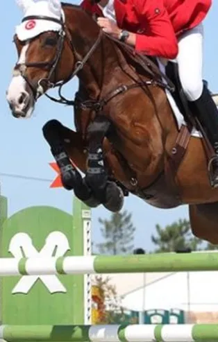 SON DAKİKA: Türkiye Binicilik Federasyonu'nda yolsuzluk skandalı! Suçunu itiraf etti: Eski muhasebe sorumlusuna göndermiş