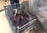 Ölümsüzlük mantarı buldu! Kilosu 2 bin lira