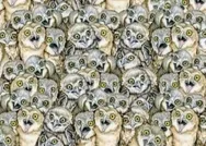 100 kişiden 99u bulamadı! Baykuşların arasındaki kediyi ancak üstün zekalı birisi anında buluyor