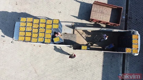 Cennet hurmasında yaş olanın fiyatı 6 kuru olanın fiyatı 50 TL! Almanlar kuru Ruslar yaş tercih ediyor - 13