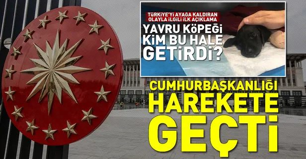 Yavru köpeğin ölümüyle ilgili Cumhurbaşkanlığı harekete geçti