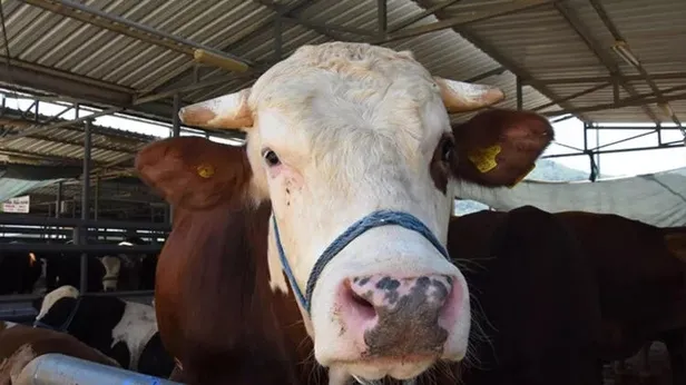 Kurban Bayramı tatili 9 gün olacak mı? BAYRAM TATİLİ KAÇ GÜN 2022? Son dakika tatil açıklaması...-5