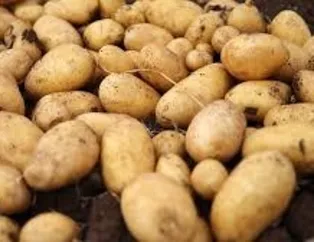 Sandıklı’da patates ekimi başladı