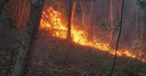 Sinop’ta orman yangını çıktı