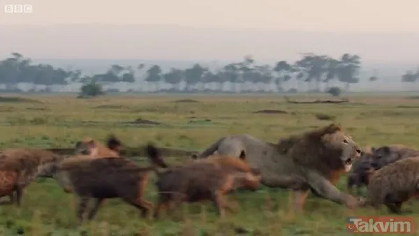 Cesur aslan onlarca sırtlanın arasında girdi! Vahşi doğada şoke eden kare! Sonrasında ise kaçınılmaz ölüm - 20