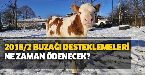 2018 2. dönem buzağı desteklemeleri ne zaman ödenecek? 24 Aralık Buzağı destek ödemeleri yattı mı?-1