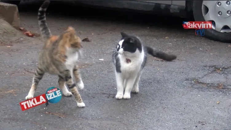 İstanbul Kadıköy'de kedi katliamı: 34 kedi ölü bulundu | SON DAKİKA HABER VİDEOLARI