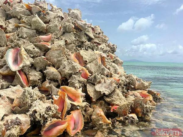 10,4 milyon dolar kazandık! Türkiye dünyaya deniz salyangozu ihraç ediyor - 3