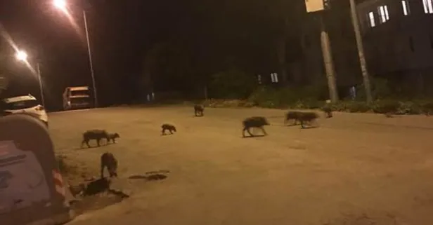 Kuşadası’nda domuz sürüsü şehre indi!