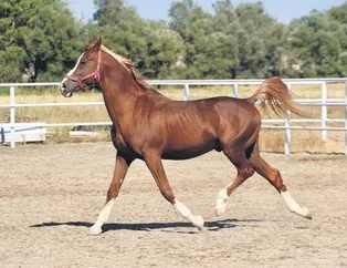 3 Arap atından 1’i Türkiye’de