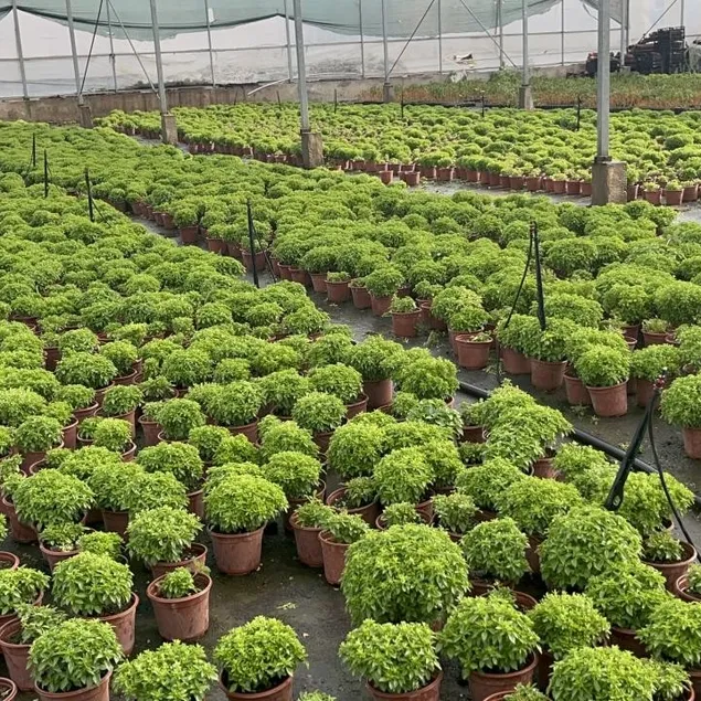 Fesleğen mideyi korur