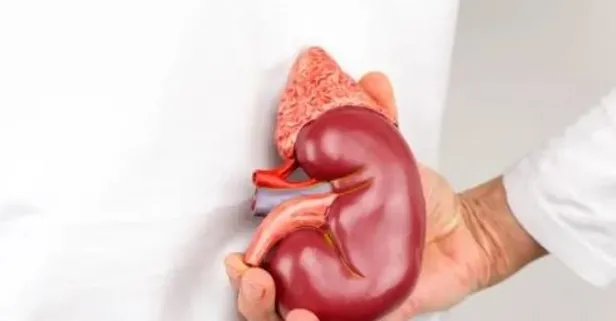 Uzmanı böbreklere zarar veren 5 yaz hatasını anlattı