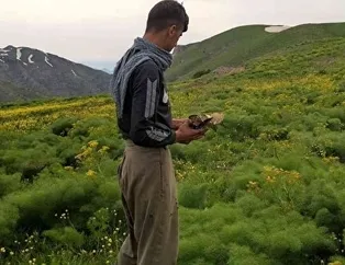 Yılın sadece 14 gün yetişiyor! Kilosu 120 lira