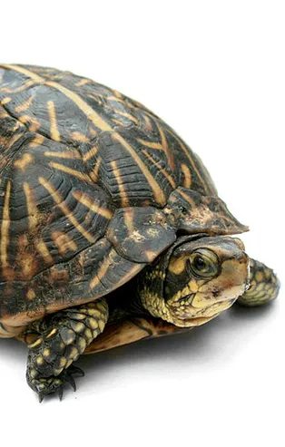 Rüyada kaplumbağa görmek ne anlama gelir?