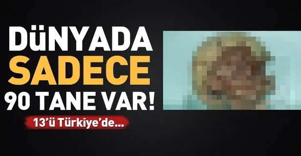 Nigde Muzesi Ndeki Tarihi Kafatasi Ilgi Odagi Oldu Takvim