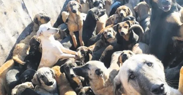 Kamyonla Mersin’e getirilen köpekler, Alanya’ya geri gönderildi