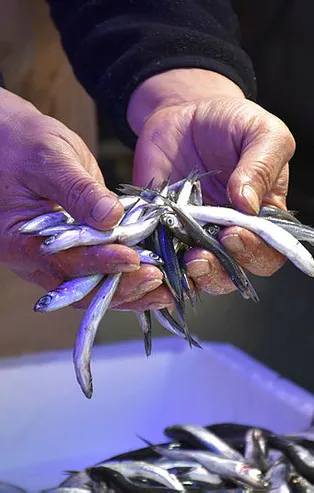 Hamside büyük tehlike! Kış aylarının vazgeçilmeziydi...