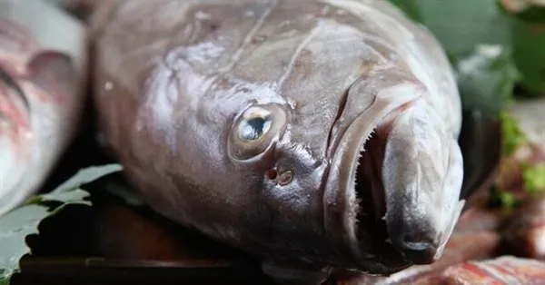 lagos baligi nedir lagos baligi fiyati ne kadar takvim