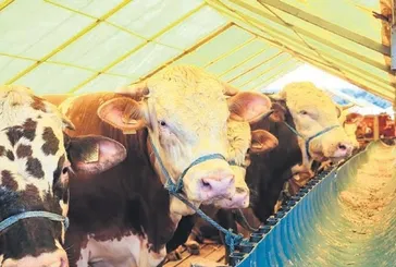 KALAN KURBANLIKLAR ESK’YA