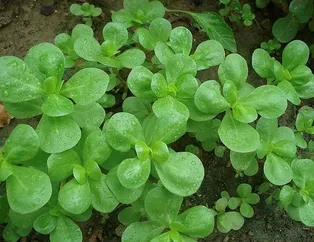 Semizotuyla bağırsaklar mutlu
