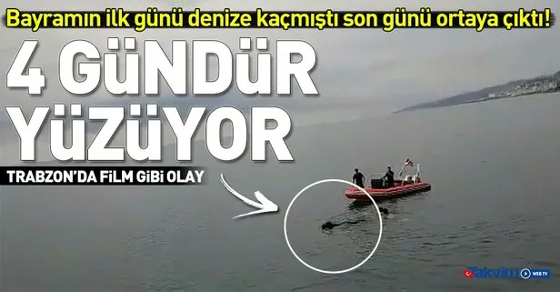 Rize’de denize giren kurbanlık dana Trabzon’da yüzerken bulundu