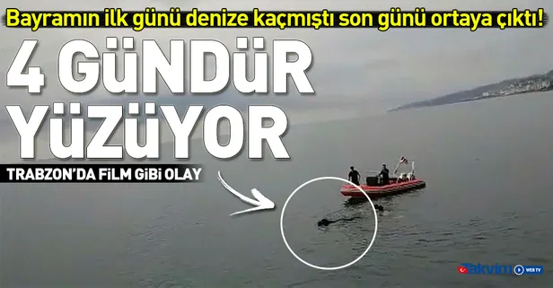 Rize'de denize giren kurbanlık dana Trabzon'da yüzerken bulundu-1