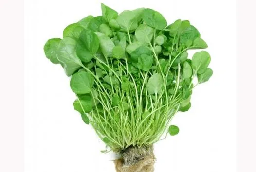 Gözlere şifa olan terenin faydaları saymakla bitmiyor!