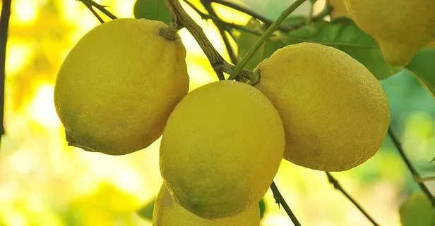 Dis Agrisina Limon Suyu Takvim