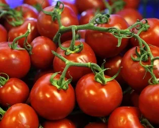 Domatesin rotası Rusya