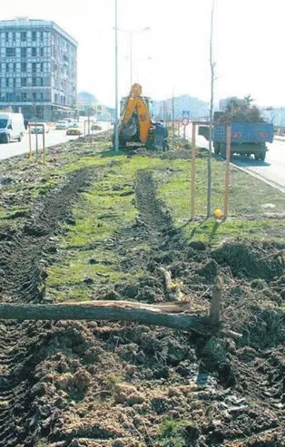 Tekirdağ Çerkezköy ilçesinde ağaç katliamı yapan CHP'li belediyeden vahim cevap: Dekora uymadı kestik