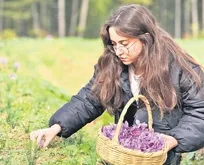 Safran altın değerinde