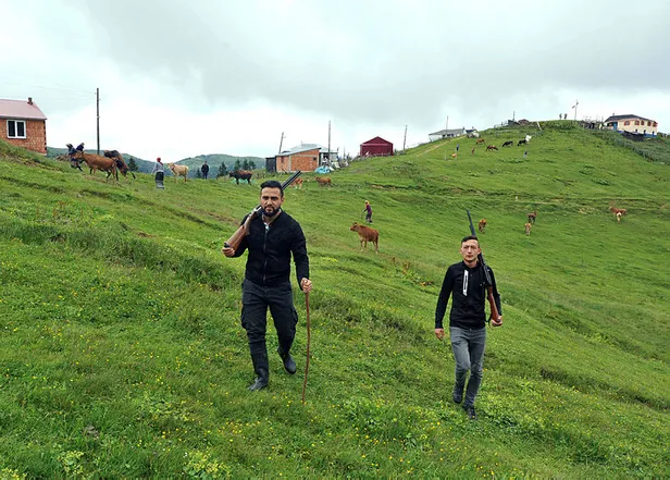 Trabzon'da aç kurtlar hayvan sürülerine saldırdı-3