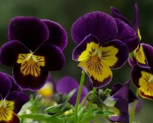 Hercai ne demek? Hercai kelime anlamı nedir? İşte Hercainin dikkat çeken hikayesi...