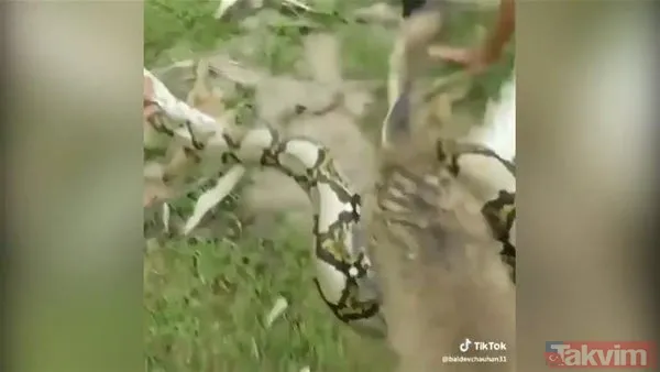 Yılan evcil köpeğe saldırdı! Dehşet dolu anlar... - 6