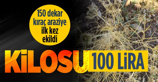 Kilosu 100 lira! Kahramanmaraş Elbistan'da ilk kez kimyon ekildi