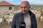 Yozgat'ta öğretmenliği bırakıp devlet desteği ile koyun yetiştiriciliğine başladı! Şimdi tam 500 koyunu var