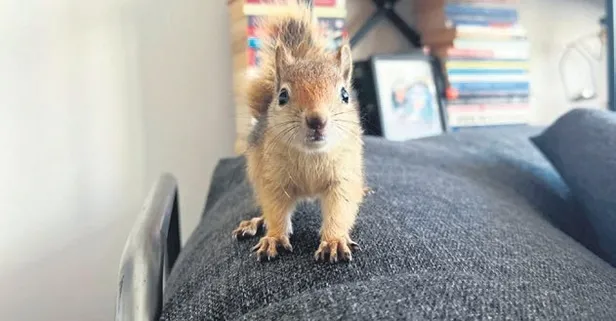 Epilepsi nöbeti geçiren sincap Yoda tedavi için yurt dışına gönderiliyor