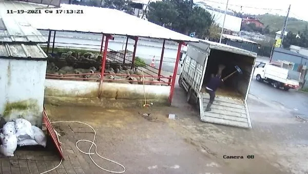 Fırçayla durdurmak istediği dana hastanelik etti! O anlar kamerada-2