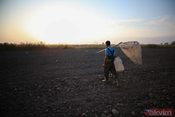 Günlük 900 lira kazanıyorlar! Türkiye'nin birçok ilinden toplanan kurbağalar Avrupa'ya ihraç ediliyor - 10
