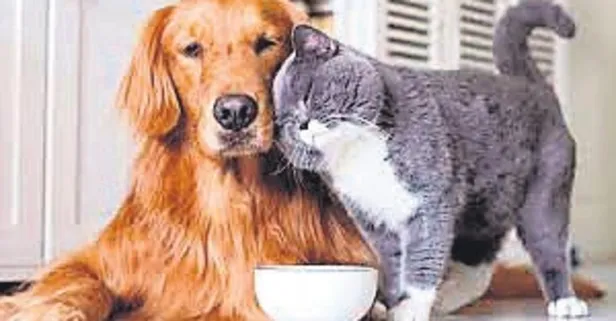 Evcil hayvanlara mikroçip zorunluluğu geldi!