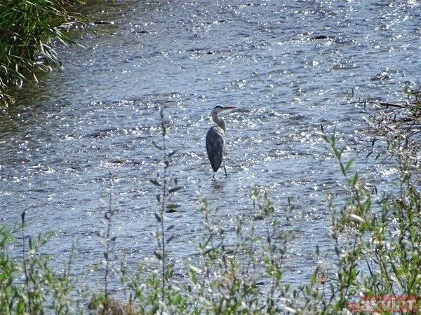 Yılan evcil köpeğe saldırdı! Dehşet dolu anlar... - 49