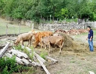 Çobanlık yaparken gökyüzüne baktı ve hayatı bir anda değişti