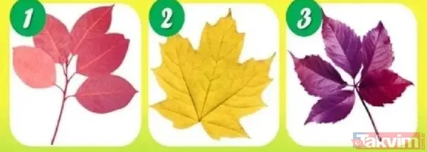 🍁 2. Yaprak: Barışçıl Bir Arabulucusunuz Sarı Yaprak Sizi Cezbettiyse, Çatışmalardan Uzak Durmayı Ve Ortamdaki Huzuru Korumayı Önemsiyorsunuz. İnsanlar Size En...